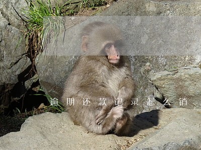 逾期还款记录怎么销 逾期还款记录怎么销