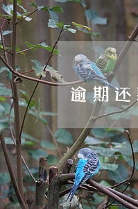 逾期还款记录消除申请