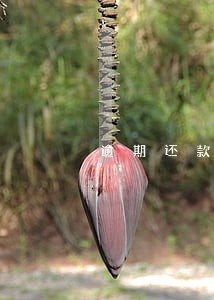 逾期还款记录能删除吗 逾期还款记录能删除吗