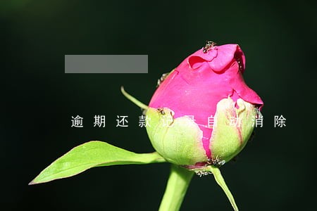 逾期还款记录自动消除