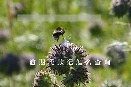 逾期还款记怎么查询 逾期还款记怎么查询
