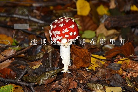 逾期还款证明在哪里开