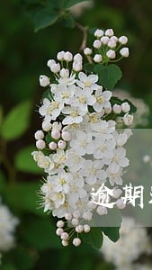 逾期还款证明怎么写范本
