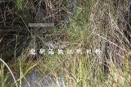 逾期还款证明材料