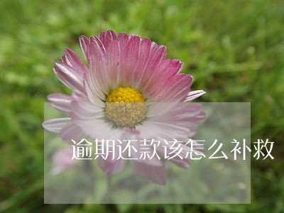 逾期还款该怎么补救 逾期还款该怎么补救