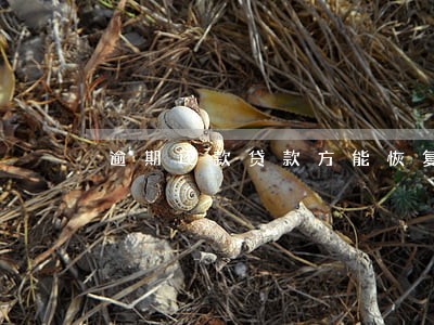 逾期还款贷款方能恢复征信不 逾期还款贷款方能恢复征信不