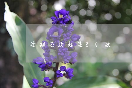 逾期还款超过20次 逾期还款超过20次