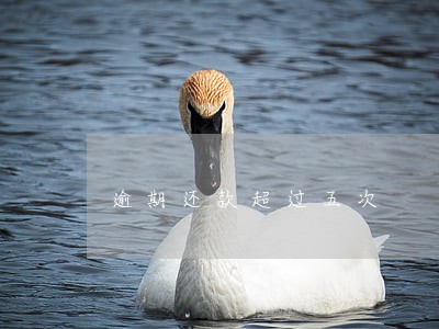 逾期还款超过五次