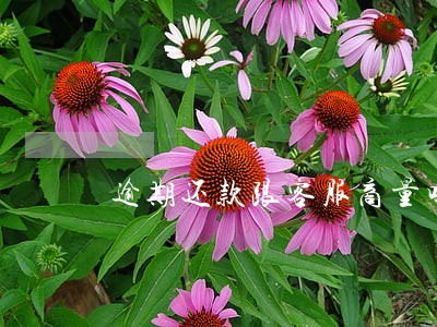 逾期还款跟客服商量吗 逾期还款跟客服商量吗