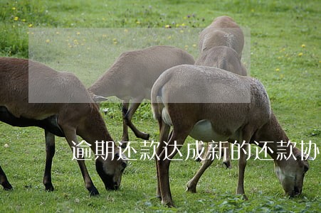 逾期还款达成新的还款协议 逾期还款达成新的还款协议