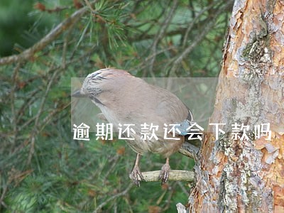 逾期还款还会下款吗 逾期还款还会下款吗