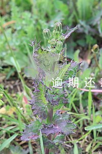 逾期还款还能买房吗 逾期还款还能买房吗