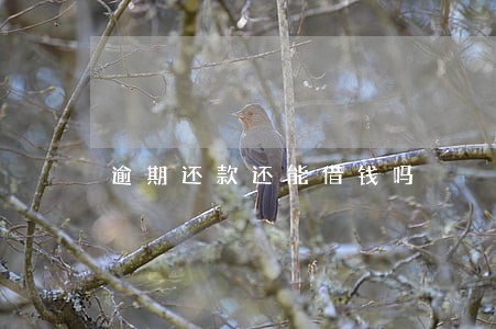 逾期还款还能借钱吗 逾期还款还能借钱吗