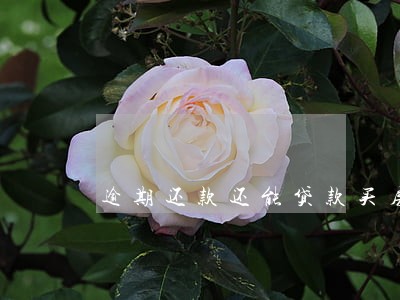 逾期还款还能贷款买房 逾期还款还能贷款买房