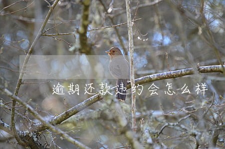 逾期还款违约会怎么样 逾期还款违约会怎么样