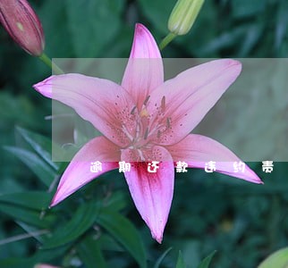 逾期还款违约责任司法解释 逾期还款违约责任司法解释