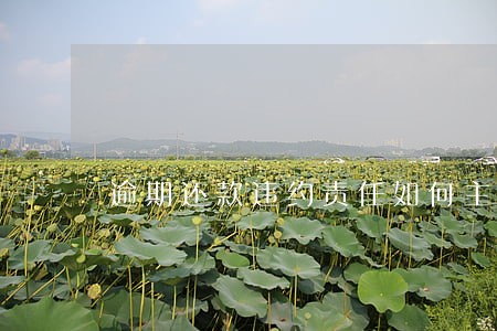 逾期还款违约责任如何主张 逾期还款违约责任如何主张