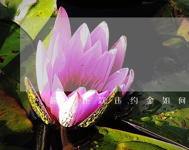 逾期还款违约金如何确定 逾期还款违约金如何确定