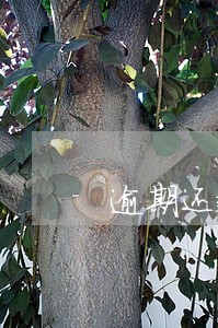 逾期还款违约金已撤销是什么意思