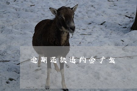 逾期还款违约金广发 逾期还款违约金广发
