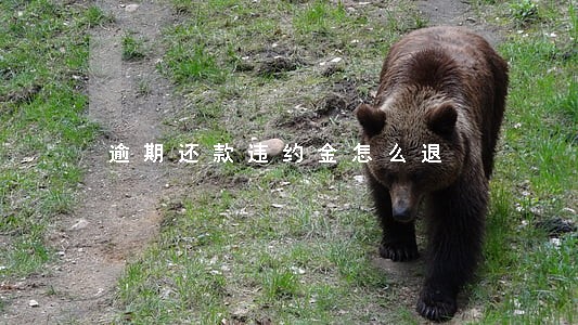 逾期还款违约金怎么退 逾期还款违约金怎么退