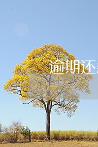逾期还款违约金未出 逾期还款违约金未出