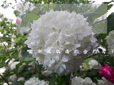 逾期还款违约金约定不明 逾期还款违约金约定不明