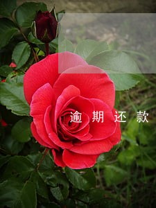 逾期还款违约金贷调是什么 逾期还款违约金贷调是什么