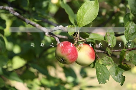 逾期还款违约金费率百分之5 逾期还款违约金费率百分之5