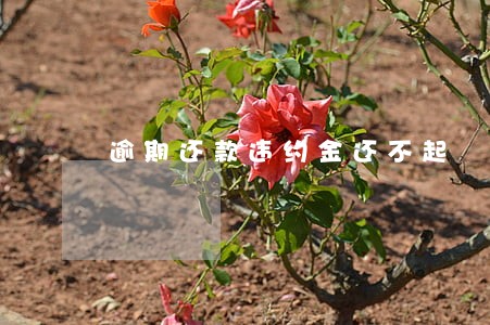 逾期还款违约金还不起 逾期还款违约金还不起