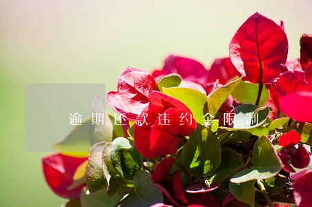 逾期还款违约金限制 逾期还款违约金限制