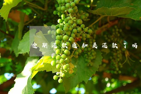 逾期还款通知是还款了吗 逾期还款通知是还款了吗