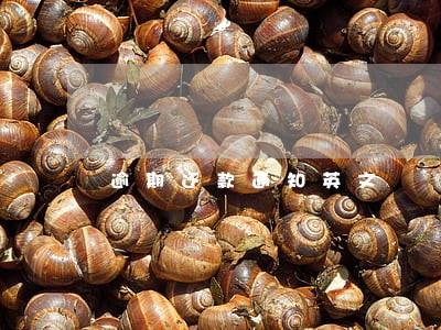 逾期还款通知英文