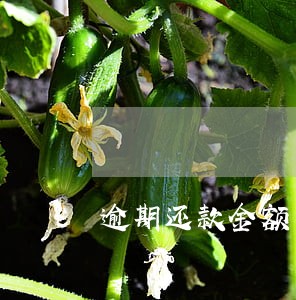逾期还款金额可以多少日查询 逾期还款金额可以多少日查询
