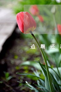 逾期还款金额如何计算公式 逾期还款金额如何计算公式