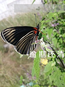 逾期还清5年后还能办车贷吗 逾期还清5年后还能办车贷吗