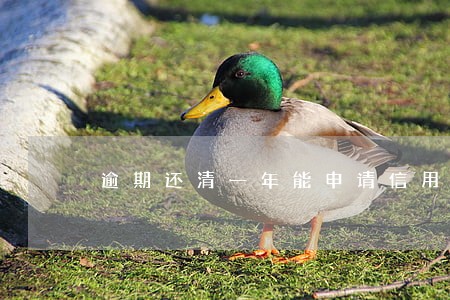 逾期还清一年能申请信用卡吗 逾期还清一年能申请信用卡吗