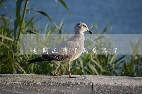逾期还清了也贷不了