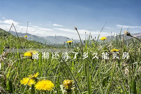 逾期还清了多久能买房 逾期还清了多久能买房