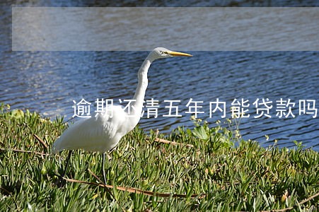 逾期还清五年内能贷款吗 逾期还清五年内能贷款吗