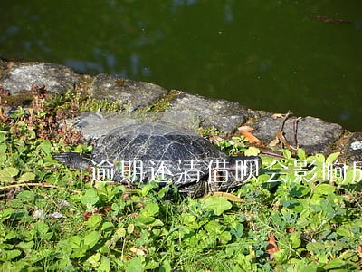 逾期还清借呗会影响房贷吗 逾期还清借呗会影响房贷吗