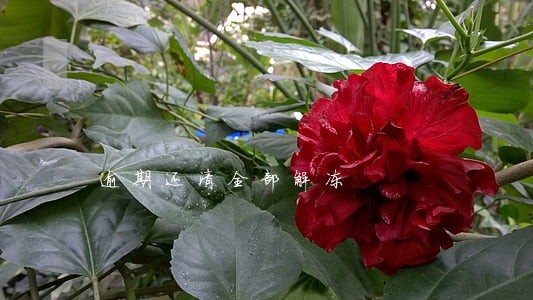 逾期还清全部解冻 逾期还清全部解冻