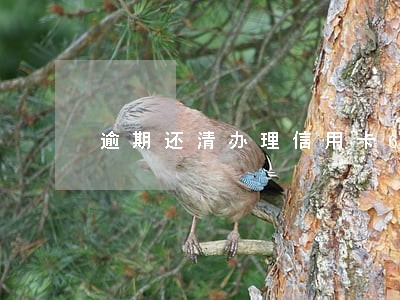 逾期还清办理信用卡6 逾期还清办理信用卡6