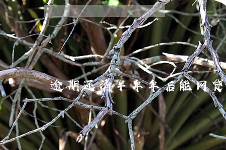 逾期还清半年年后能网贷吗 逾期还清半年年后能网贷吗