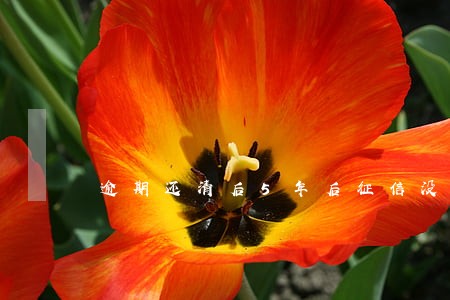 逾期还清后5年后征信没消除 逾期还清后5年后征信没消除