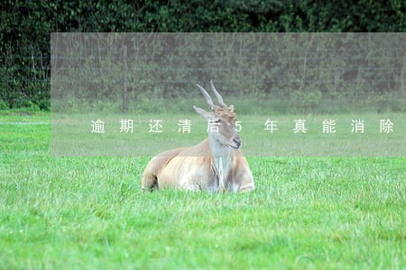 逾期还清后5年真能消除吗