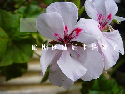 逾期还清后卡消除了 逾期还清后卡消除了