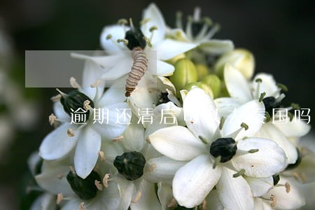 逾期还清后可以去泰国吗