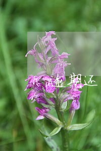 逾期还清后多久才能办房贷