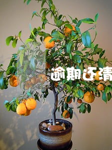 逾期还清后征信真的会消失吗 逾期还清后征信真的会消失吗